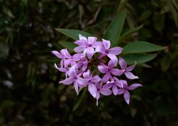 $lilac_fall.webp