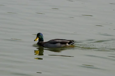 $_DSC0249 duck 1.webp