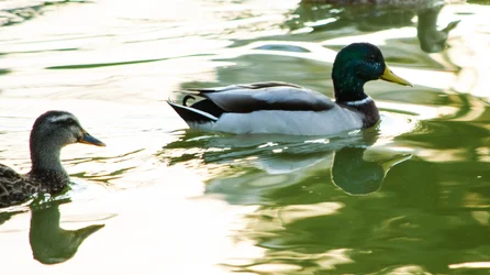 $_DSC0490-2 duck 1.webp