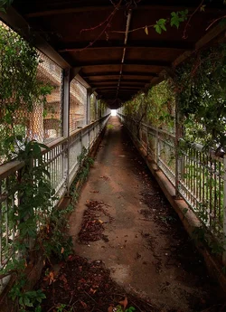 $bridge_walk.webp