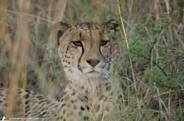 $Kuname-Karongwe-2012-01.webp