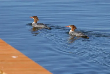 $common-mergansers.webp $common-mergansers.webp