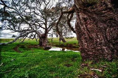 $In-the-Trees.webp