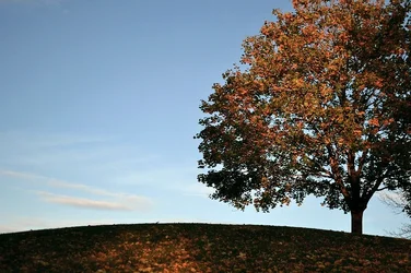 $fall_tree.webp