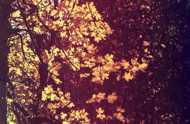 $IMG_2629_2.webp