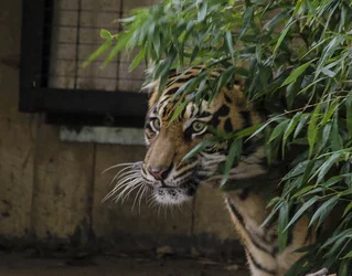 $tiger1a.webp
