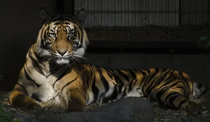 $tiger1b.webp
