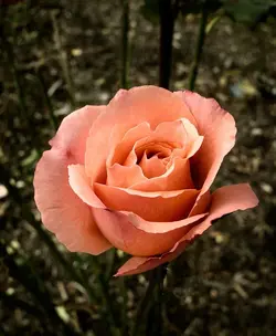 $last_rose1.jpg $last_rose1.jpg