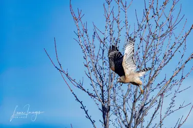 February birds-193.webp