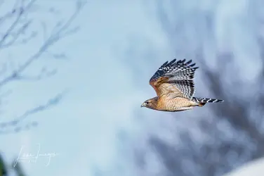 February birds-197.webp