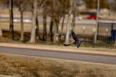 February birds-222.webp