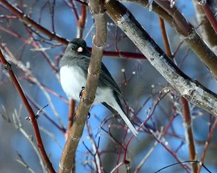 1-DSC_8126.webp