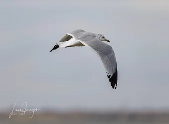 Birds 0059_.webp