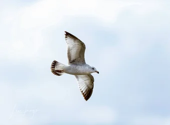 Birds 0086_.webp