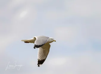 Birds 0173_.webp