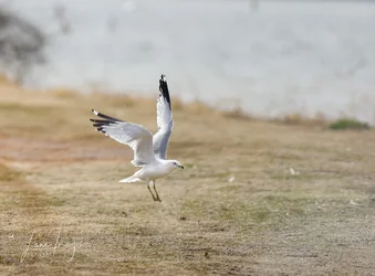 Birds 0255_.webp