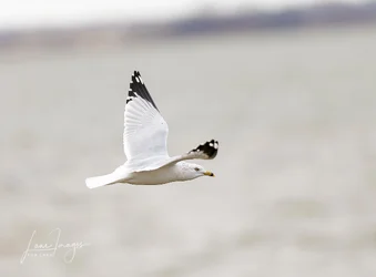 Birds 0316_.webp