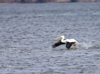Birds 0441_.webp