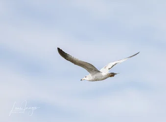 Birds 0504_.webp