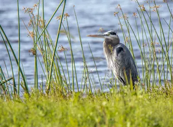 531 GB heron cv (2).webp