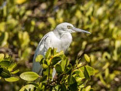 343 white egret on branch cv (2).jpg