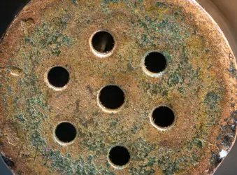 Dover-macro-81.webp