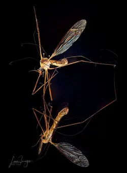 Crane fly 2-2-Edit.webp