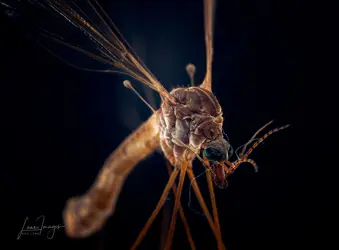 Cranefly-2-30-Edit.webp