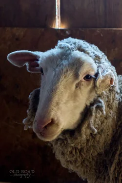 Mama Sheep-1.webp