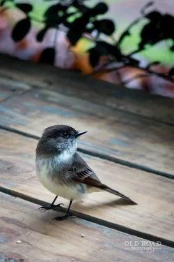 Eastern Phoebe -1.webp