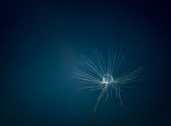 dandilion-colors-5.webp