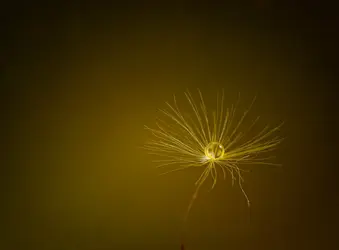 dandilion-colors-12.webp