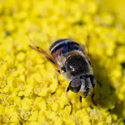 Sigma-macro-14.webp