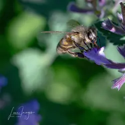 Sigma-macro-32.webp