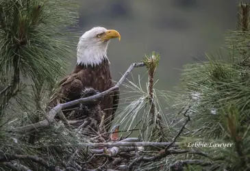 IMG_4129 FAVE Bald Eagle and two eaglets LR LL 5.webp