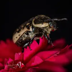 Bug-macro-23.webp