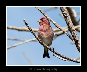 pfinch.webp