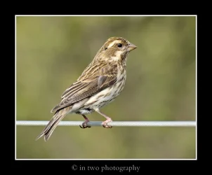sparrow.webp