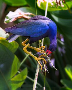 gallinule-Snacking.jpg