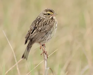 sparrow2.webp