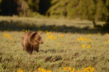 Bear flowers.JPG