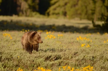Bear flowers.webp