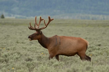 Bull Elk.webp