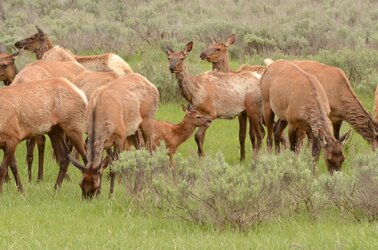 Baby Elk adults.JPG