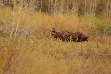 Moose.webp Moose.webp