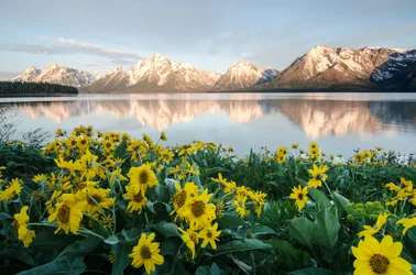 Grand Teton sunrise flowers.webp