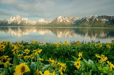 Colter Bay flowers sunrise 2_edited-1.webp