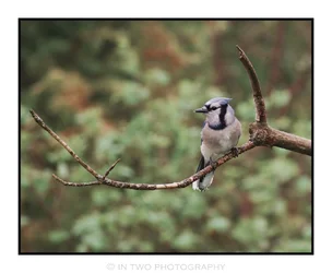 bluejay1.webp