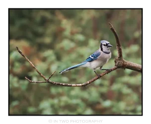 bluejay2.webp