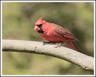 cardinal.webp